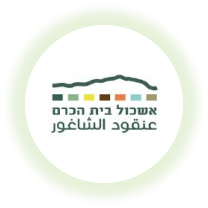אשכול בית הכרם